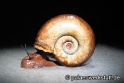 Posthornschnecke