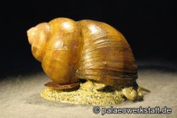 Stumpfe Flussdeckelschnecke, Sumpfdeckelschnecke