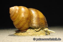 Stumpfe Flussdeckelschnecke, Sumpfdeckelschnecke