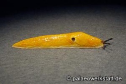 Lemon Slug / Slender Slug