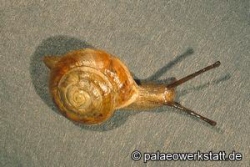 Lapidary Snail