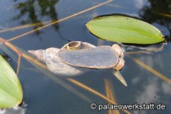 Great Pond Snail