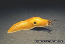 Lemon Slug / Slender Slug