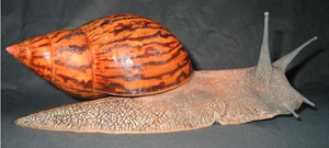 Tigerachatschnecke / Echte Achatschnecke