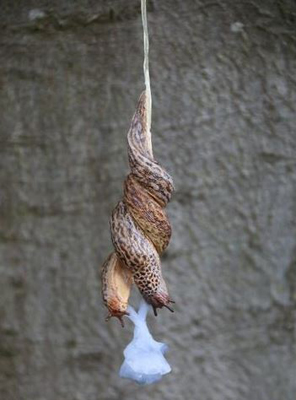 Great Grey Slug / Leopard Slug