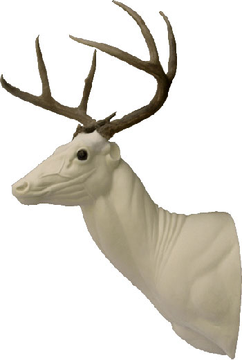 Whitetail Deer