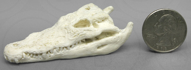 Saltwater Crocodile Skull, 2 7/8 Inches, (1:12 Scale)