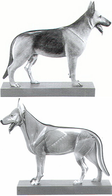 Model of a Sheep-Dog