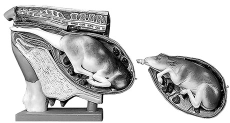 Cow – Female Pelvis with Interchangeable Uterus