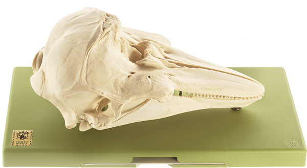 Harbour porpoise skull