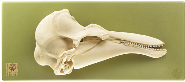 Half of harbour porpoise skull, right side