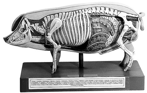 Model of the Pig for Demonstration