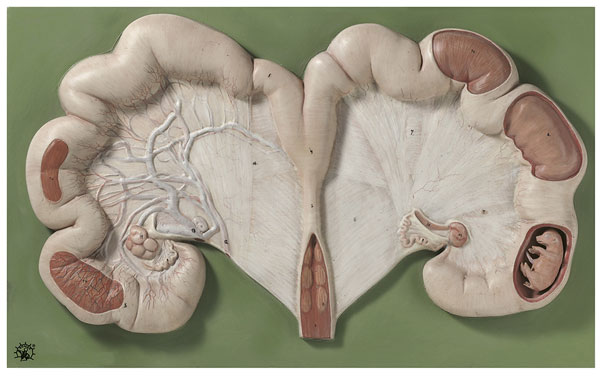 Uterus of the Pig with Fetus