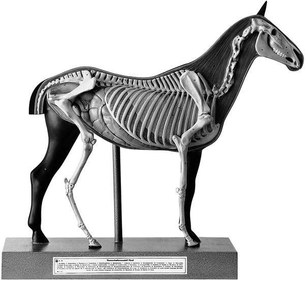 Horse, 1/4 nat. size