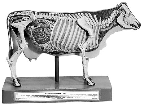 Demonstration Model of the Cow