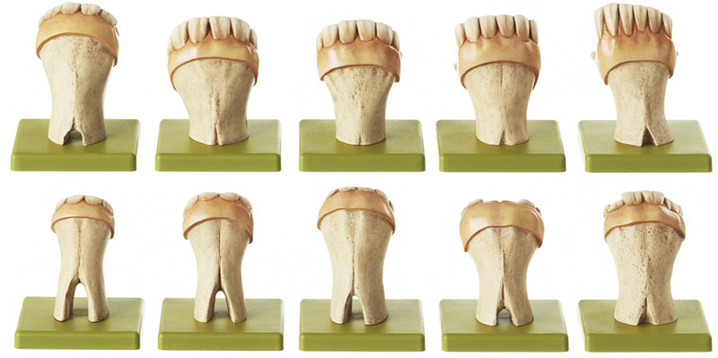 Sets of Teeth of a Horse