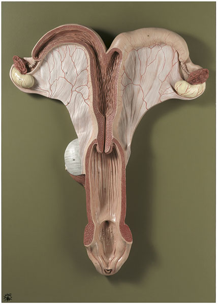 Genital Organs of a Mare