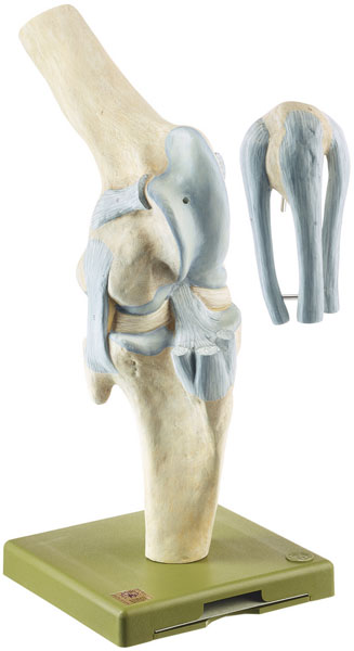 Knee-Joint of the Horse