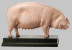 Model of Breeding Pig »Ingrid«
