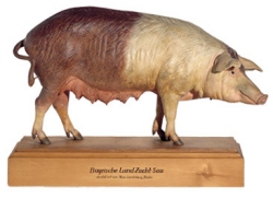 Bavarian Breeding Pig