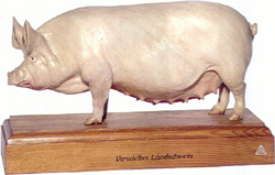 Veredeltes Landschwein