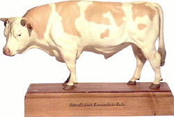 Höhenfleckvieh Simmentaler-Bull