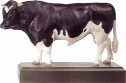 Model of East Fresian Breeding Bull