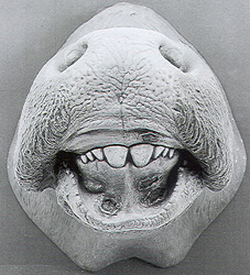 Cow’s Mouth with Mouth Disease