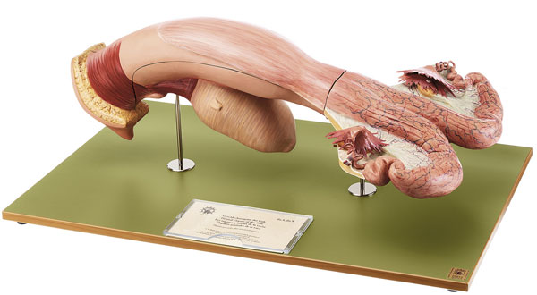 Female Genital Organs of the Cow