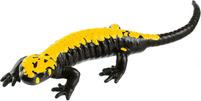 Golden Alpine Salamander