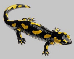 Spottet Fire Salamander