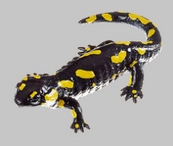 Gefleckter Feuersalamander