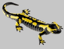 Gebänderter Feuersalamander