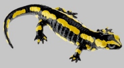 Striped Fire Salamander