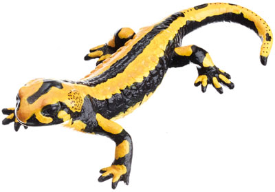 Gebänderter Feuersalamander