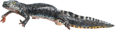 Alpine Newt