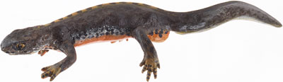 Alpine Newt