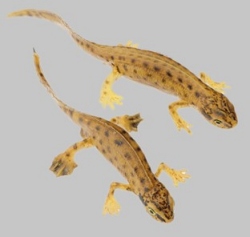 Palmate Newt