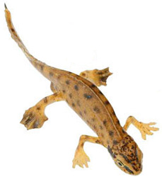 Palmate Newt