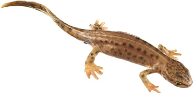 Palmate Newt