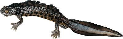 Northern Crested Newt