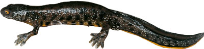 Nothern Crested Newt