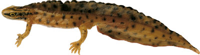 Common Newt