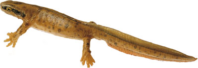 Common Newt