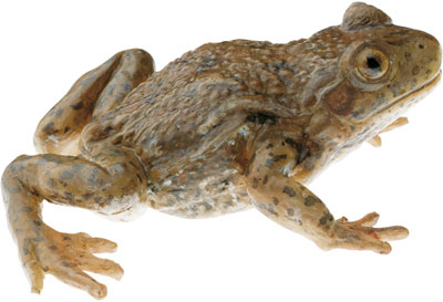 Midwife Toad