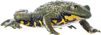 Yellow Bellied Toad