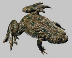 European Fire-Bellied Toad