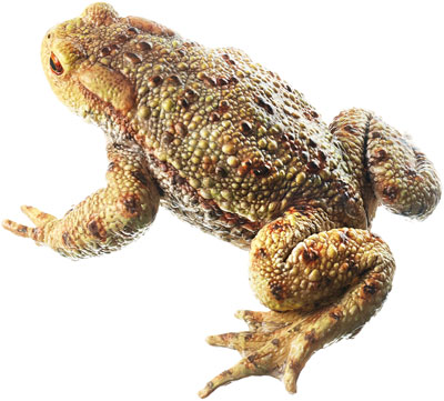 Common Toad