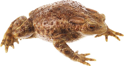 Common Toad