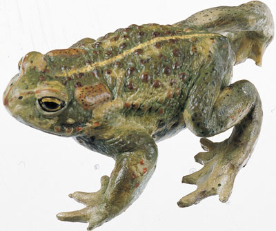 Natterjack Toad